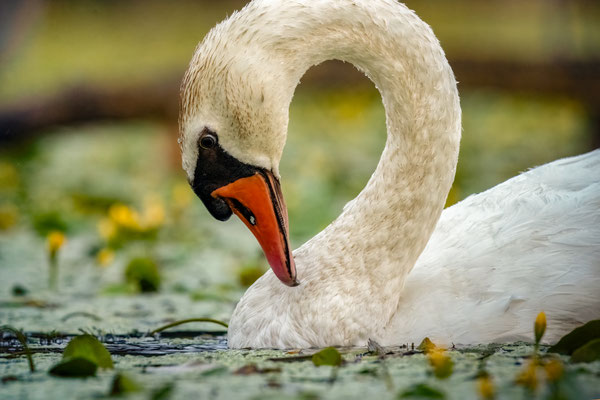 Höckerschwan - Cygnus olor