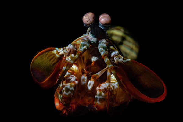 Bunter Fangschreckenkrebs - Odontodactylus scyllaru