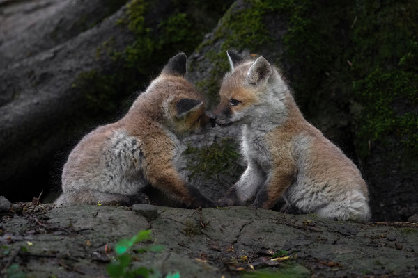 Rotfuchs - Vulpes vulpes