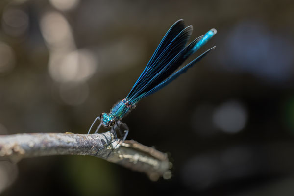 Prachtlibelle m - Calopteryx virgo virgo