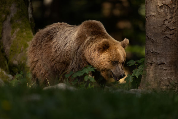 Braunbär - Ursus arctos