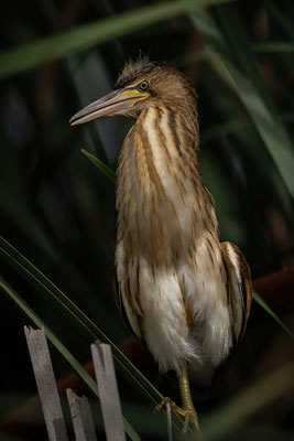 Zwergdommel - Ixobrychus minutus