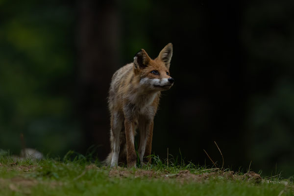 Rotfuchs - Vulpes vulpes