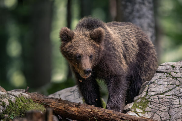 Braunbär - Ursus arctos
