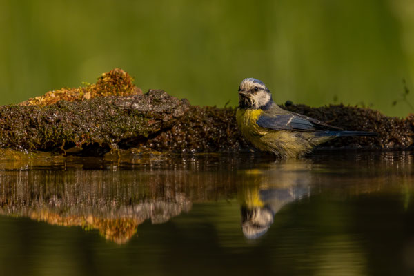 Blaumeise - Cyanistes caeruleus