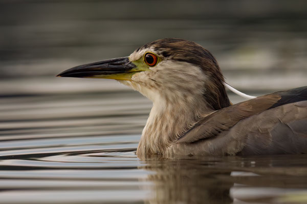 Nachtreiher - Nycticorax nycticorax