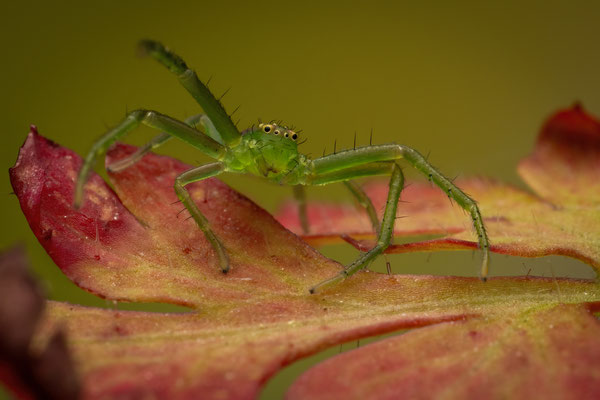 Grüne Krabbenspinne (Diaea dorsata)