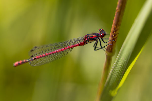 Adonislibelle m - Pyrrhosoma nymphula