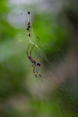 Seidenspinne