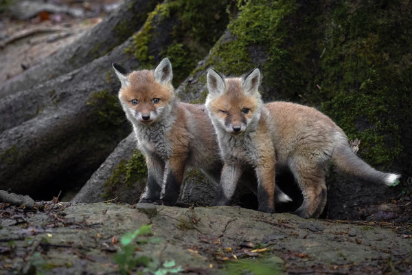 Rotfuchs - Vulpes vulpes
