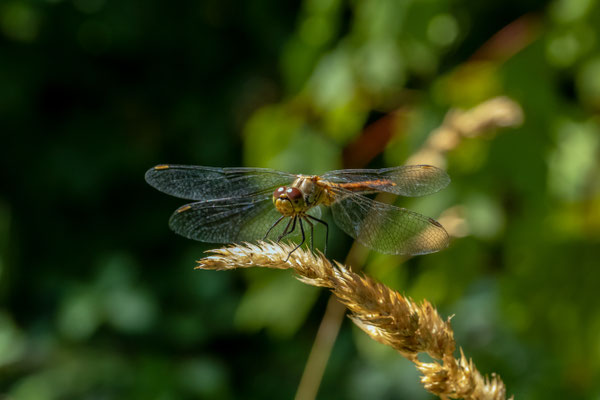 Sumpf-Heidelibelle - Sympetrum depressiusculum
