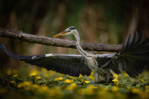 Graureiher - Ardea cinerea