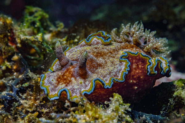 Nacktkiemerschnecke - Chromodoris Albopunctata