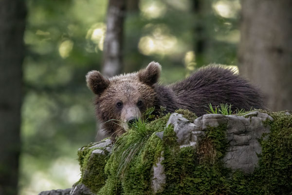  Braunbär - Ursus arctos