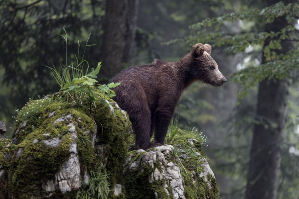 Braunbär - Ursus arctos