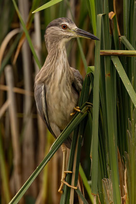 Nachtreiher - Nycticorax nycticorax