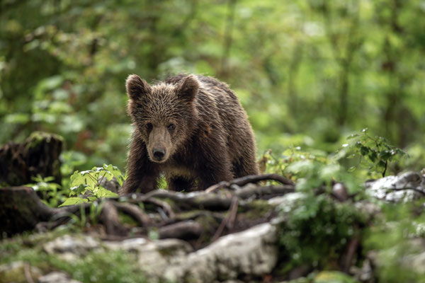 Braunbär - Ursus arctos