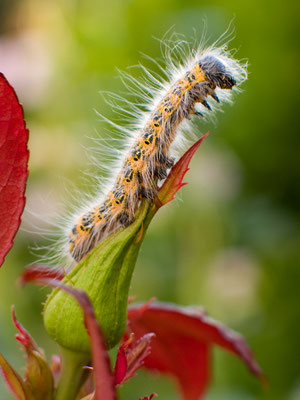 Raupe des Mondvogels - Phalera bucephala