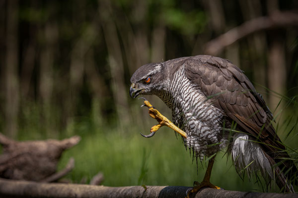 Habicht - Accipiter gentilis