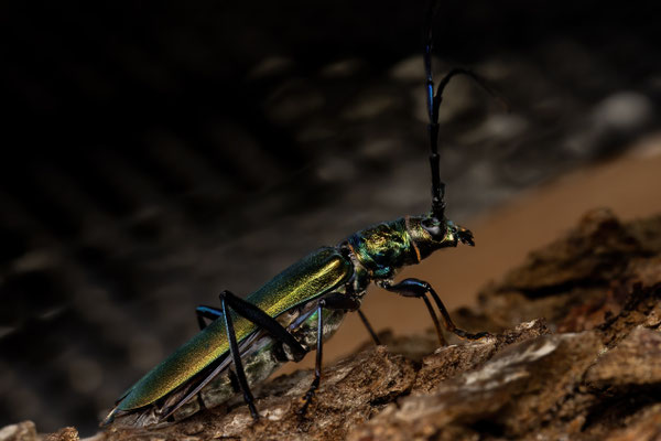Moschusbock - Aromia moschata