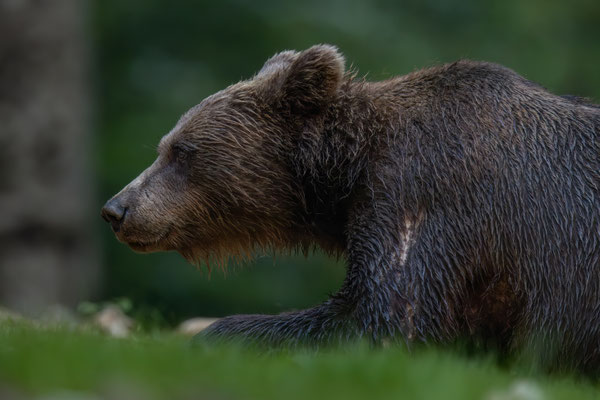 Braunbär - Ursus arctos