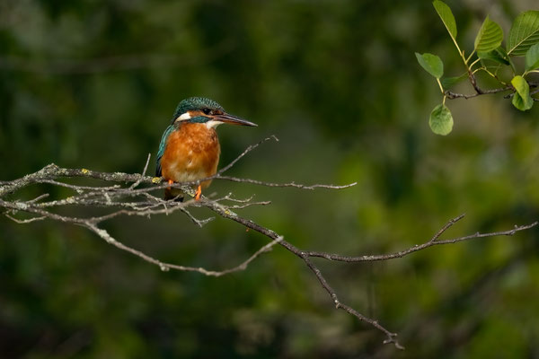 Eisvogel - Alcedo atthis