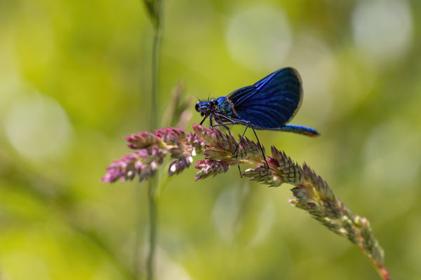 Prachtlibelle m - Calopteryx virgo virgo