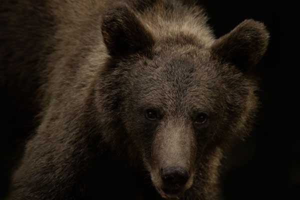  Braunbär - Ursus arctos