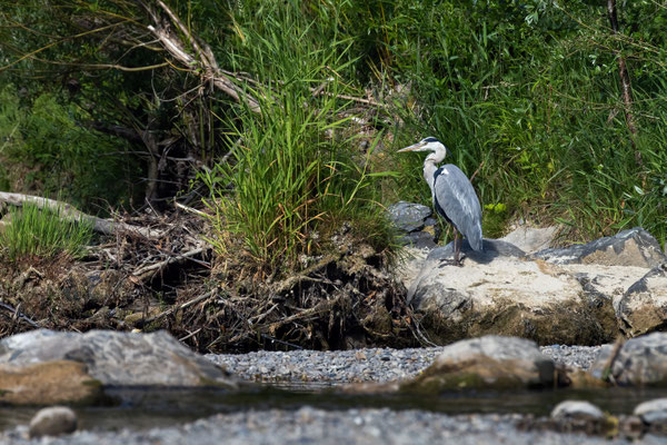 Graureiher - Ardea cinerea