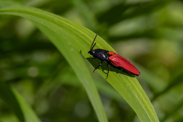 Schnellkäfer - Ampedus praeustus
