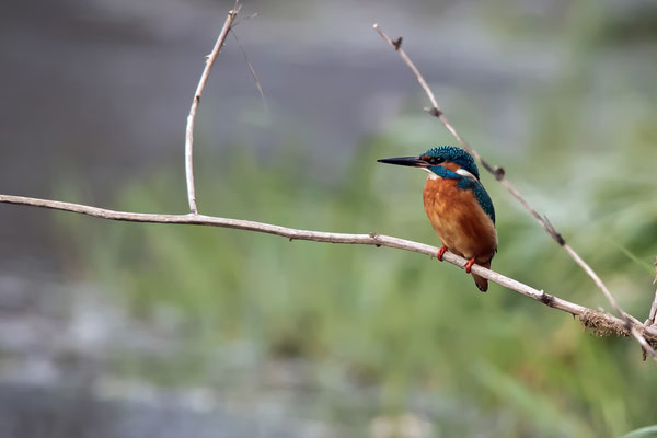 Eisvogel - Alcedo atthis