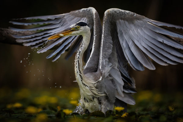 Graureiher - Ardea cinerea