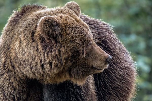 Braunbär - Ursus arctos