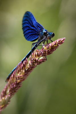 Prachtlibelle m - Calopteryx virgo virgo