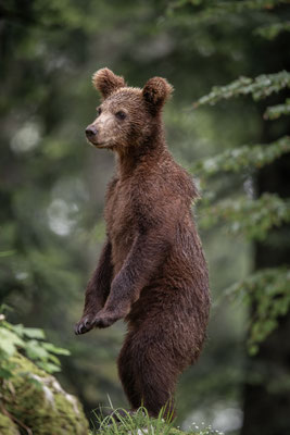  Braunbär - Ursus arctos