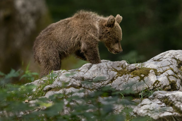  Braunbär - Ursus arctos