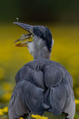 Graureiher - Ardea cinerea
