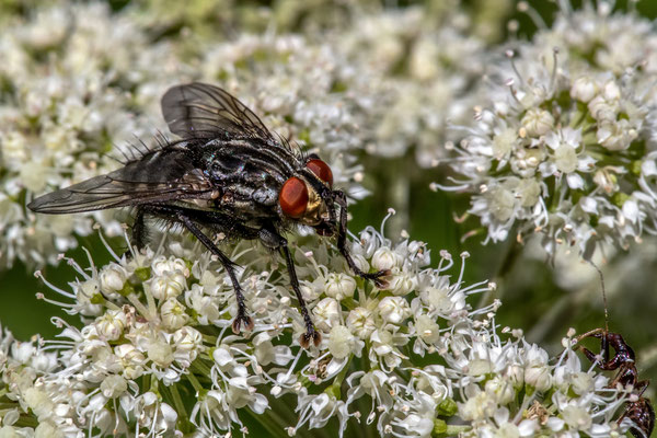 Totenfliege (Cynomya mortuorium) 