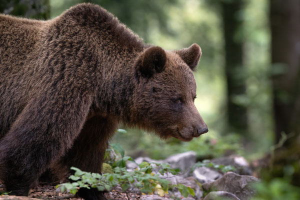 Braunbär - Ursus arctos