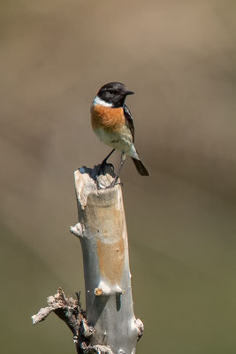 Schwarzkehlchen - Saxicola rubicola