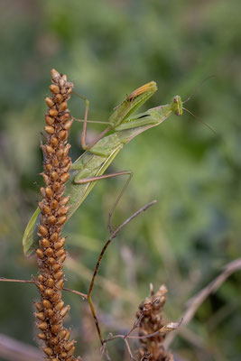 Europäische Gottesanbeterin (Mantis religiosa)