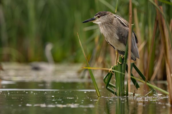 Nachtreiher - Nycticorax nycticorax