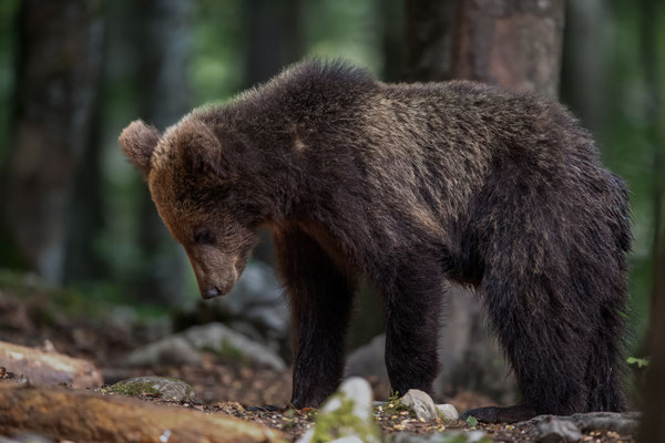 Braunbär - Ursus arctos