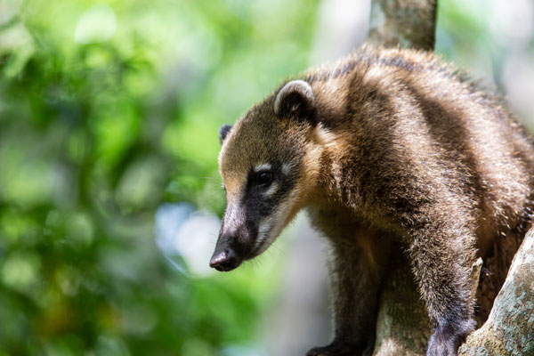 Nasenbär