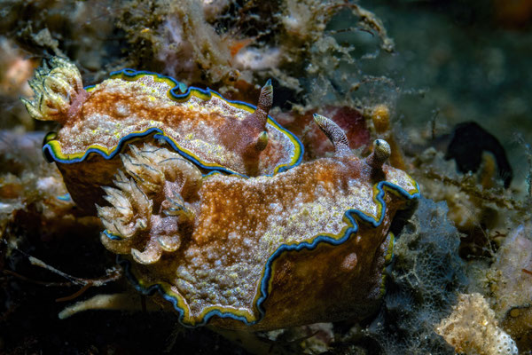 Nacktkiemerschnecke - Chromodoris Albopunctata