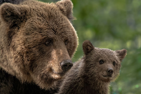 Braunbär - Ursus arctos