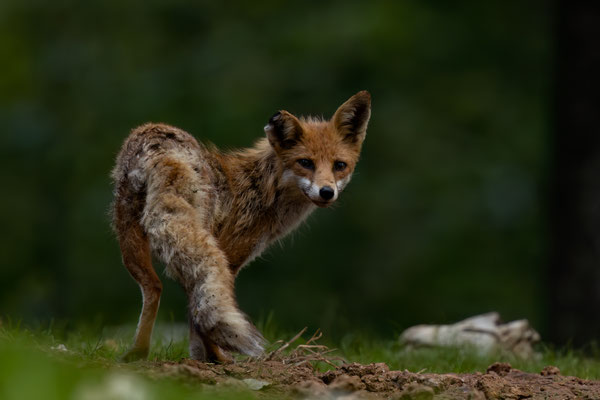 Rotfuchs - Vulpes vulpes