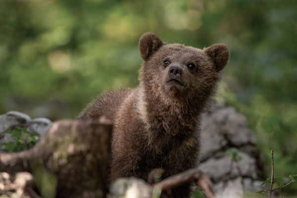 Braunbär - Ursus arctos