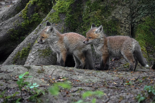 Rotfuchs - Vulpes vulpes