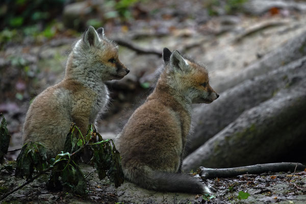 Rotfuchs - Vulpes vulpes